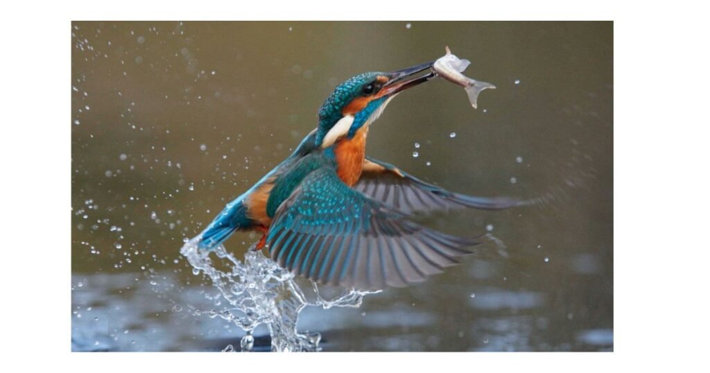 Kingfishers