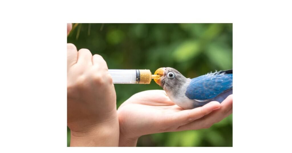 Stress, Health, and Yawning in Birds