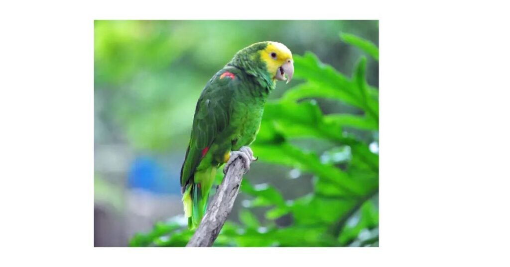 Yellow-headed Amazon Parrot