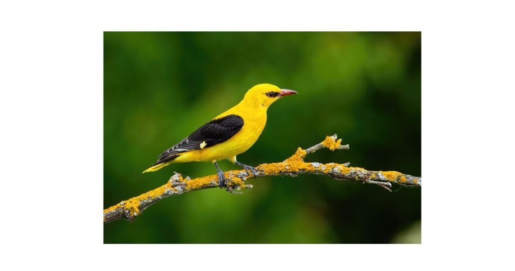 large yellow bird