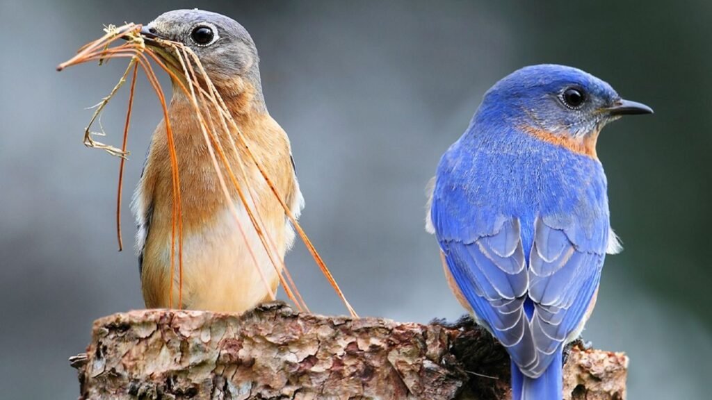 what do birds symbolize