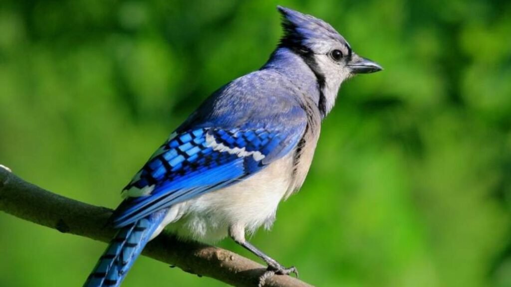 what do birds symbolize