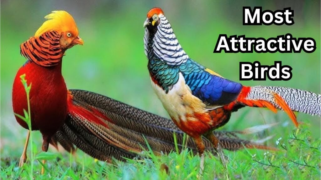Most Attractive Birds