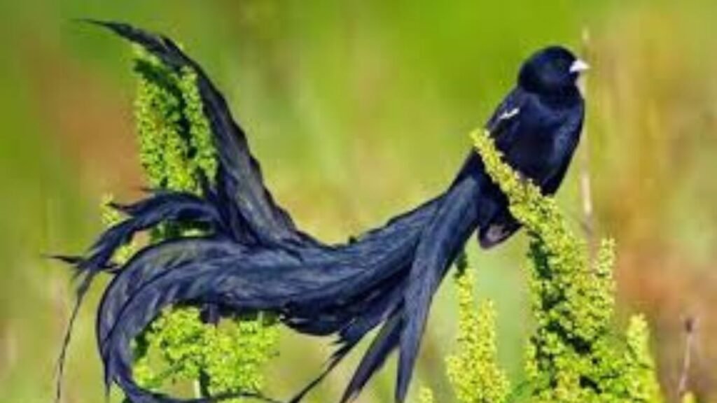 Most Attractive Birds