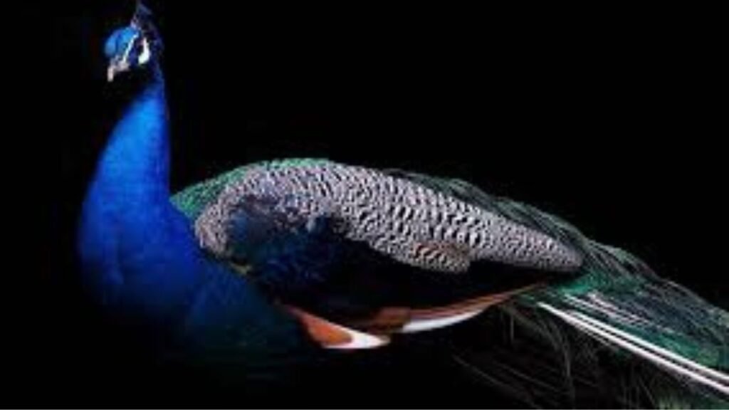 Most Attractive Birds