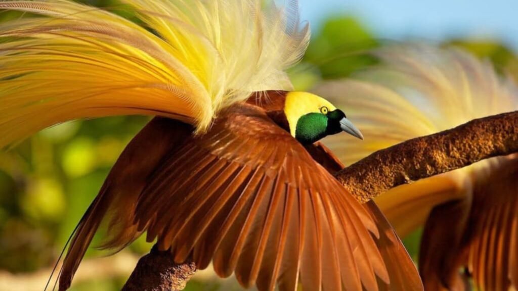 Most Attractive Birds