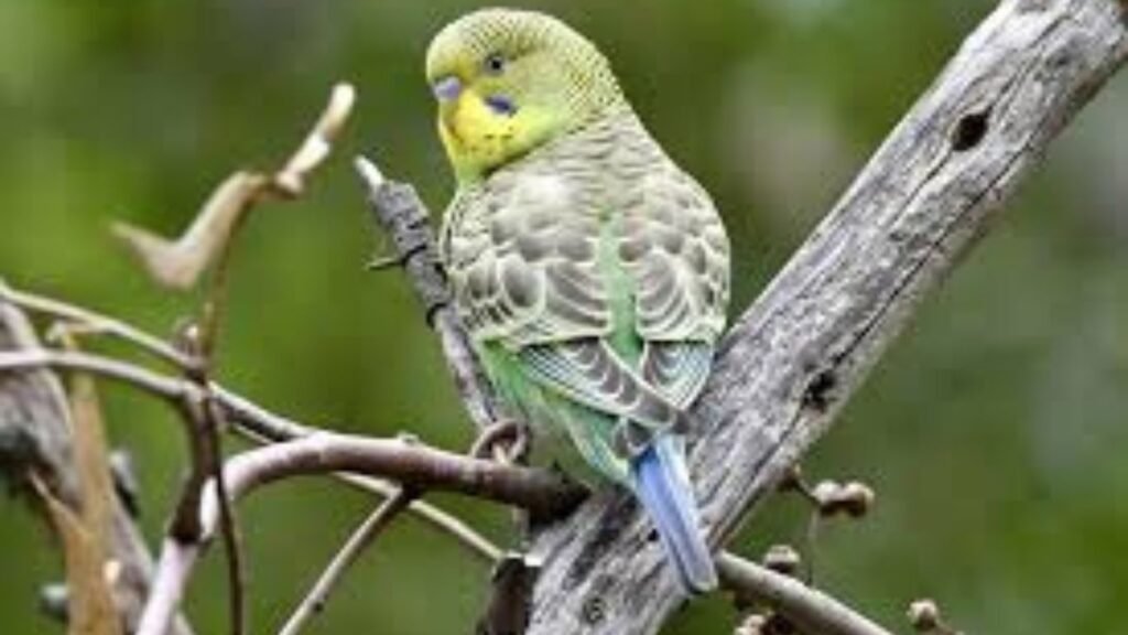 Budgerigar Bird Breeding