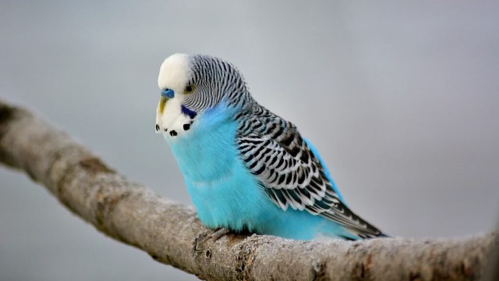 Budgerigar Bird Breeding