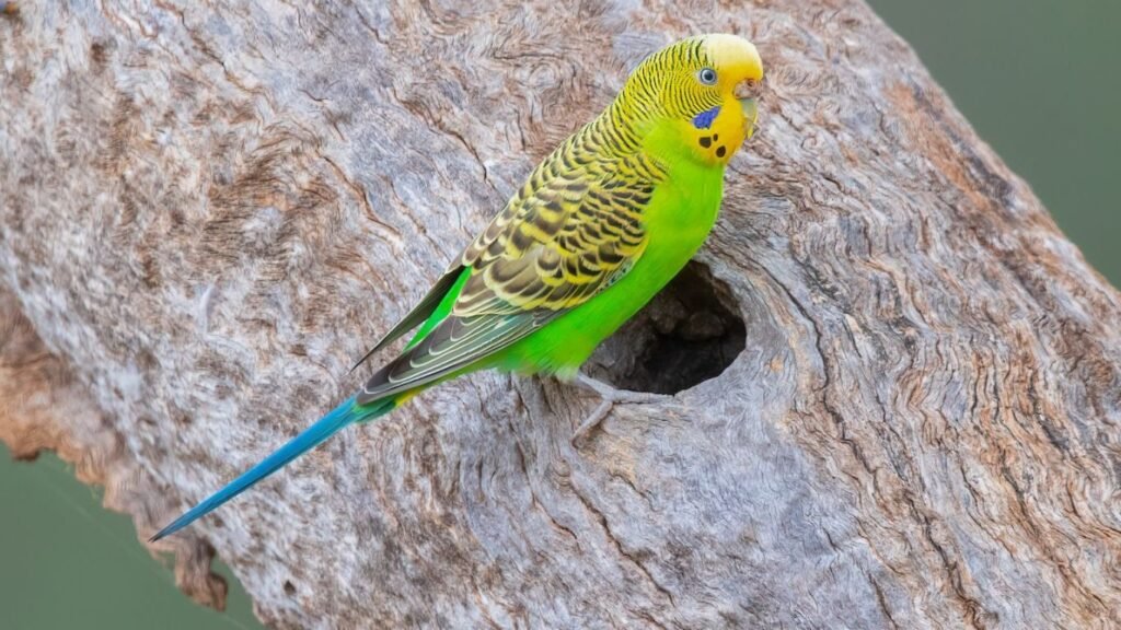 Budgerigar Bird Breeding