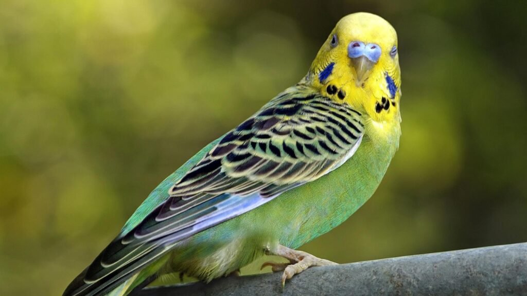 Budgerigar Bird Breeding