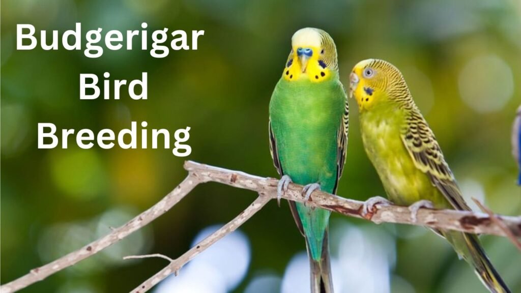 Budgerigar Bird Breeding