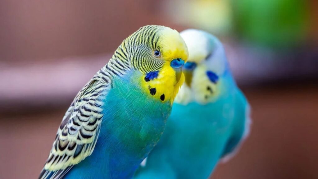 Budgerigar Bird Breeding