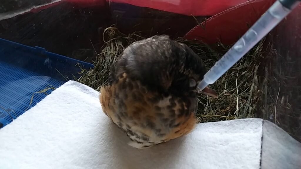 How to Feed a Dying Bird