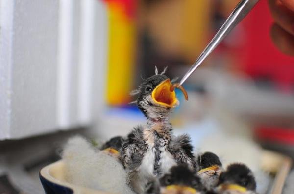 Feeding a Newborn Bird