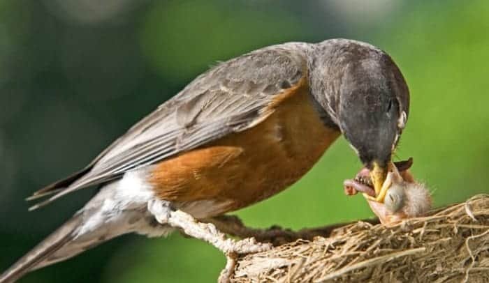 Feeding a Newborn Bird