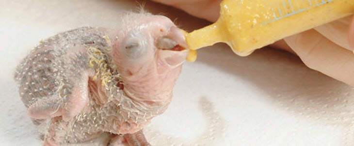 Feeding a Newborn Bird
