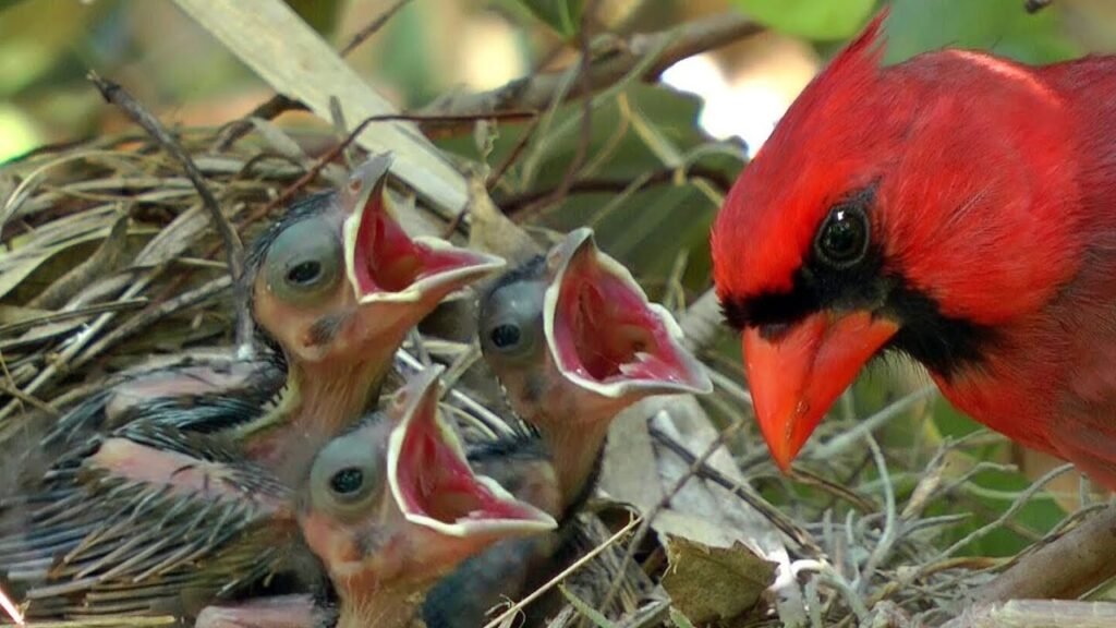 Feeding a Newborn Bird