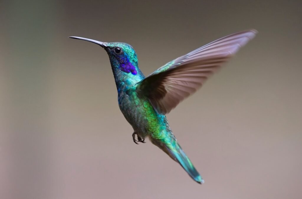 Biblical Meaning of Hummingbird
