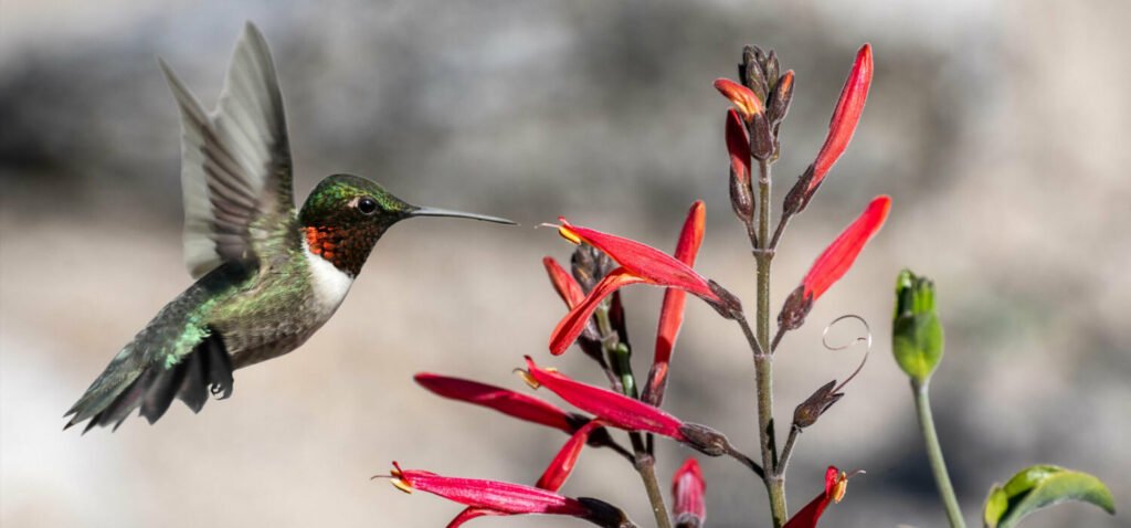 Biblical Meaning of Hummingbird