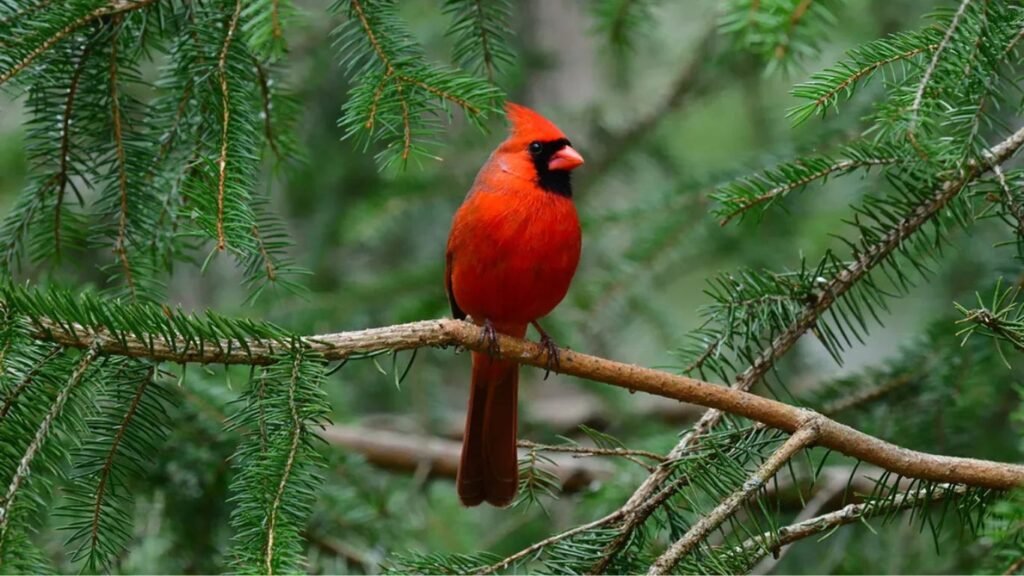 What Do Cardinal Birds Symbolize
