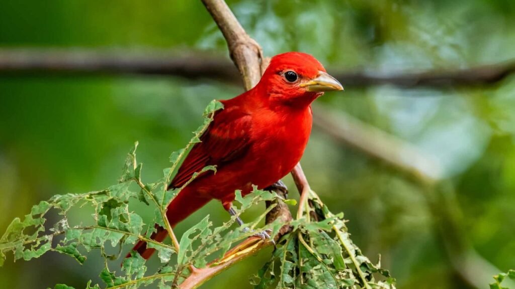 What Does a Red Bird Mean