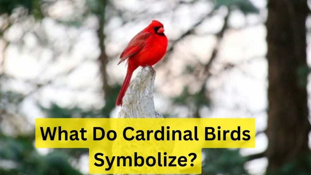 What Do Cardinal Birds Symbolize