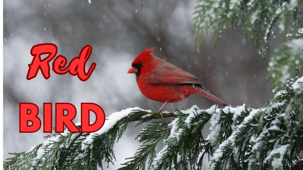 What Does a Red Bird Mean