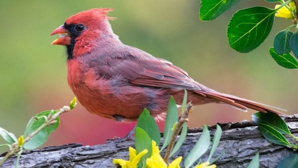 What Do Cardinal Birds Symbolize