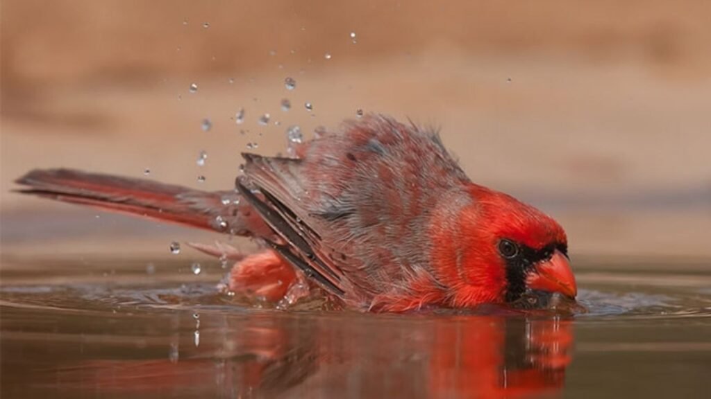 What Do Cardinal Birds Symbolize