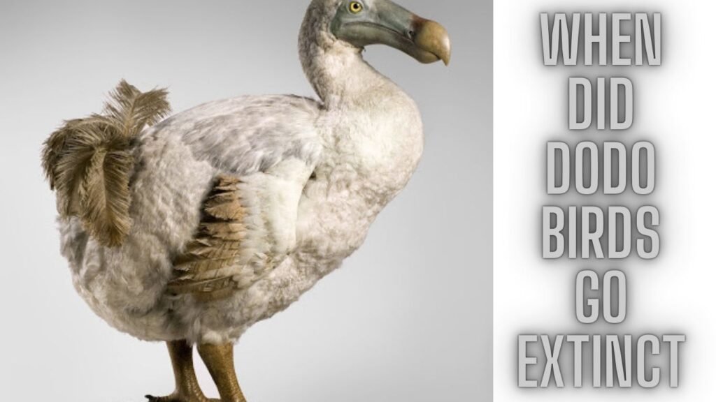 When Did Dodo Birds Go Extinct