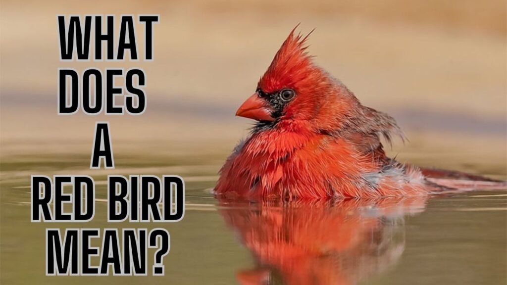What Does a Red Bird Mean