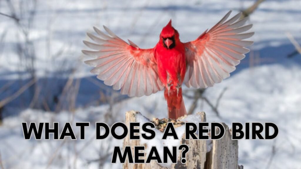 What Does a Red Bird Mean