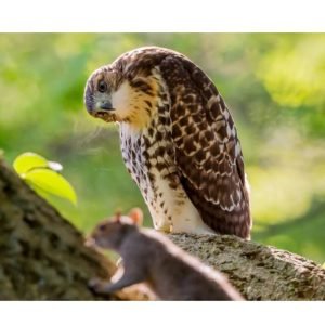 Do Birds Eat Squirrels? Uncovering the Truth About Predator Birds