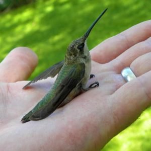 Do Hummingbirds Have Feet