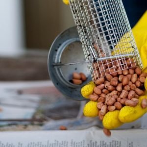 How To Clean a Bird Feeder