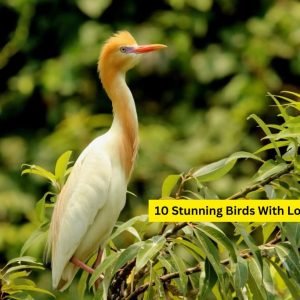 Stunning Birds With Long Necks