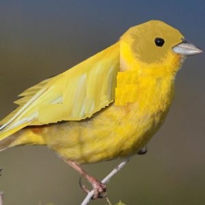 What Kind of Bird is Woodstock