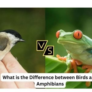 What is the Difference between Birds And Amphibians