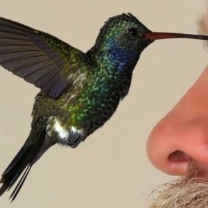 Why Do Hummingbirds Hover in Your Face