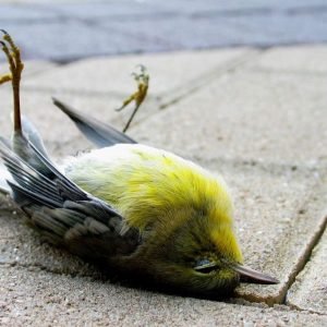 what does a dead bird symbolize